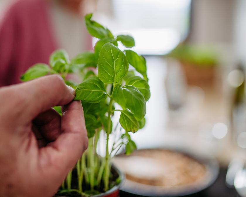 handige hack Basilicum stekken handige hack Basilicum stekken